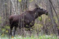 Single female Moose - Eurasian Elk Ã¢â¬â in a forest thicket in spring season